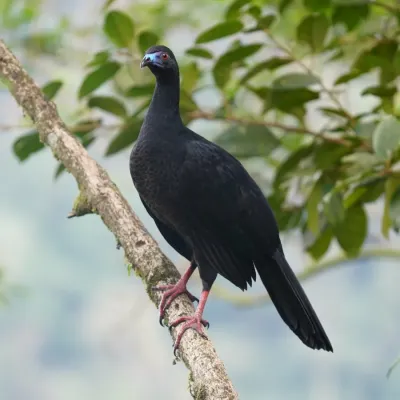 File:Chamaepetes unicolor 448361539.jpg