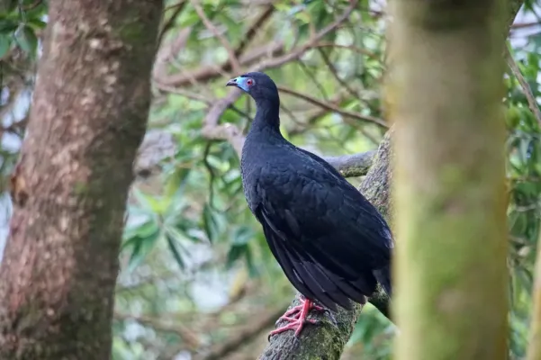 File:Chamaepetes unicolor 32180207.jpg