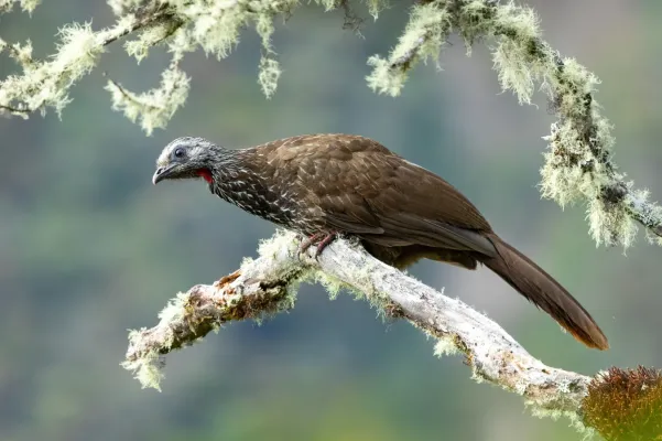 File:Penelope barbata 383239912.jpg