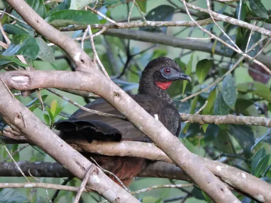File:Penelope purpurascens 451942361.jpg