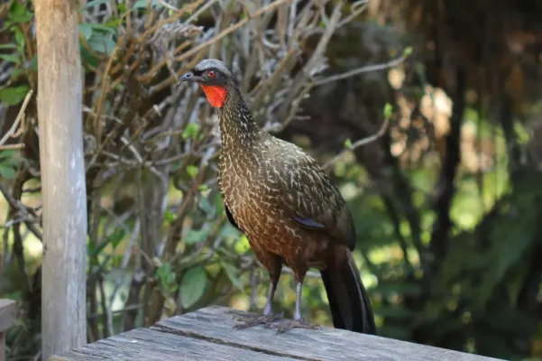 File:Penelope obscura 422757295.jpg