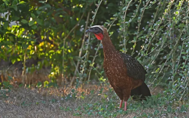 File:Penelope pileata 444169052.jpg