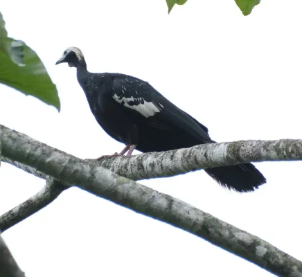 File:Pipile cumanensis 252655822.jpg