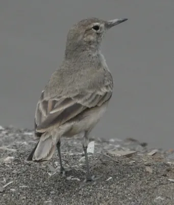 File:Geositta peruviana 1.jpg