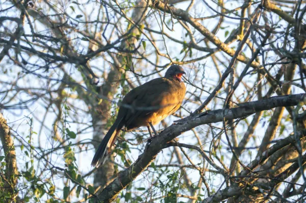 File:Ortalis vetula 450012642.jpg