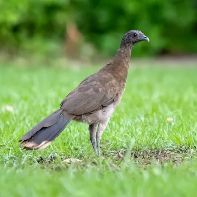 File:Ortalis cinereiceps 412925684.jpg