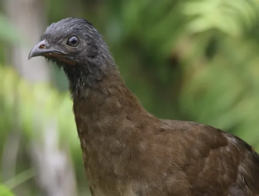 File:Ortalis cinereiceps 398425462.jpg