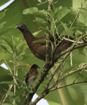 File:Ortalis cinereiceps 398391141.jpg