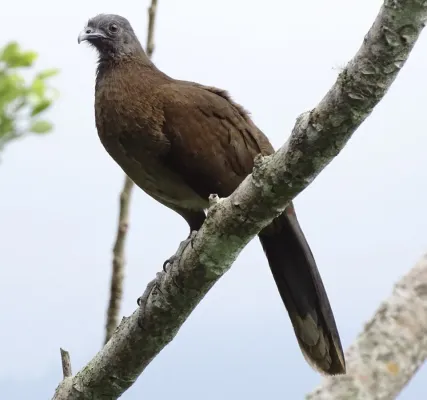 File:Ortalis cinereiceps 368169030.jpg