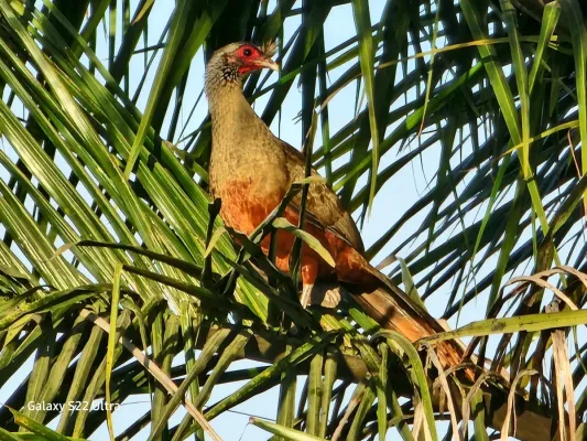 File:Ortalis wagleri 252099680.jpg