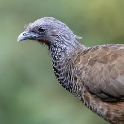 File:Ortalis columbiana 351361655.jpg