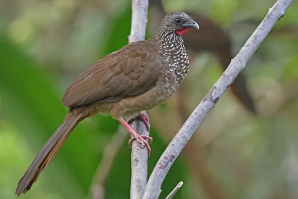File:Ortalis guttata 328978972.jpg