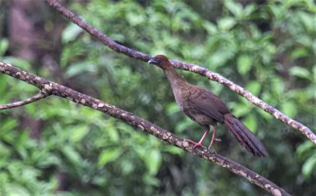 File:Ortalis motmot 44074150.jpg