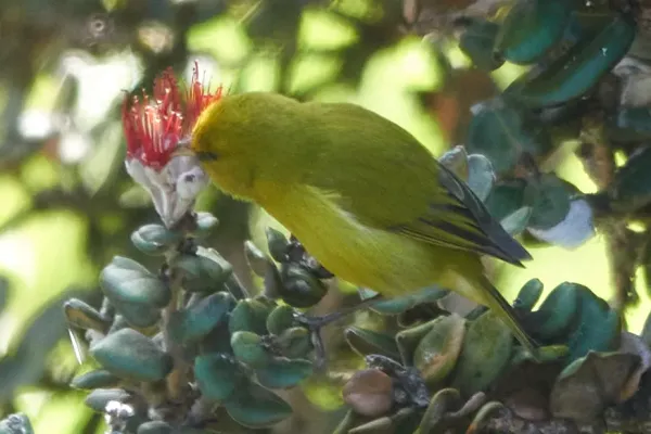 File:Chlorodrepanis virens wilsoni 171723839.jpg
