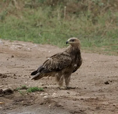 File:Aquila rapax 440543675.jpg