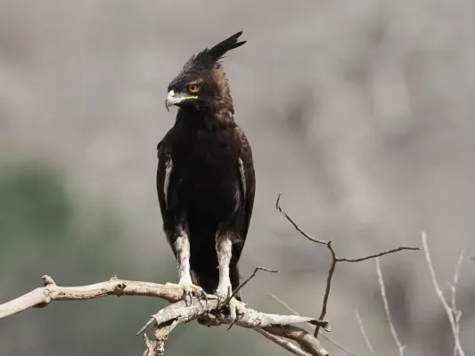 File:Lophaetus occipitalis 448328695.jpg
