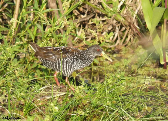 File:Gallineta overa (Pardirallus maculatus).jpg
