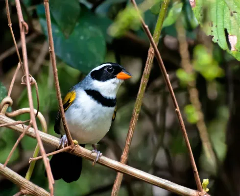 File:Arremon flavirostris -Piraju, Sao Paulo, Brazil-8.jpg