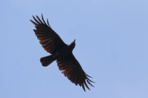File:Corvus celebensis 435261579.jpg