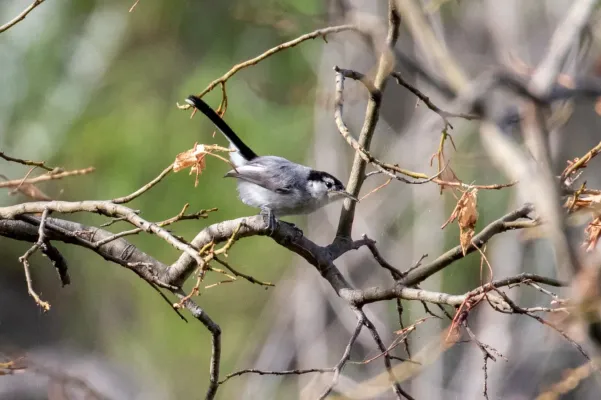 File:Polioptila maior 114805161.jpg