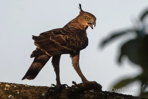 File:Nisaetus nanus 14787809.jpg