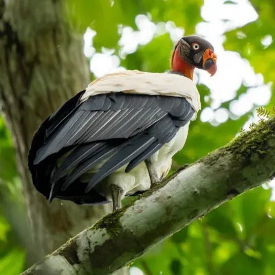 File:Sarcoramphus papa 441774682.jpg