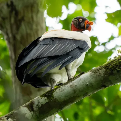 File:Sarcoramphus papa 441774686.jpg