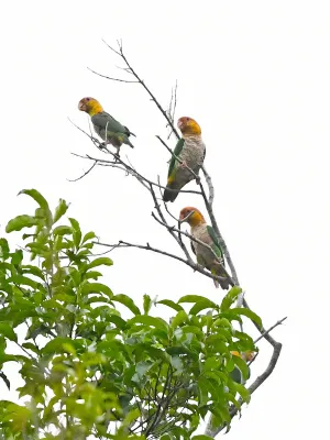 File:Pionites leucogaster leucogaster, Paragominas, Pará, Brazil 1.jpg