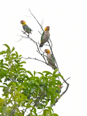 File:Pionites leucogaster leucogaster, Paragominas, Pará, Brazil 3.jpg