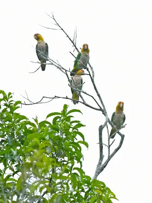 File:Pionites leucogaster leucogaster, Paragominas, Pará, Brazil 7.jpg