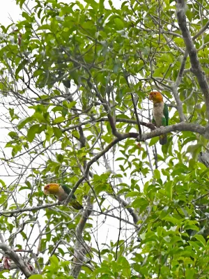 File:Pionites leucogaster leucogaster, Paragominas, Pará, Brazil 9.jpg