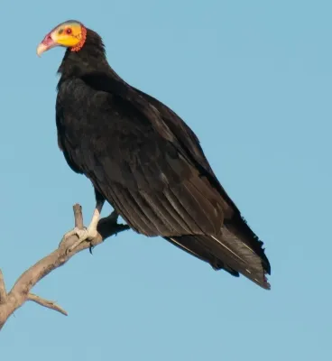 File:Cathartes melambrotus 390141681.jpg