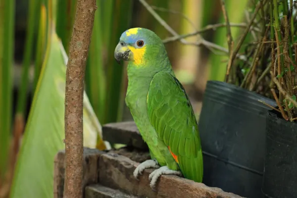 File:Amazona amazonica 450563214.jpg