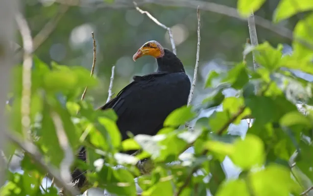 File:Cathartes melambrotus 332164244.jpg