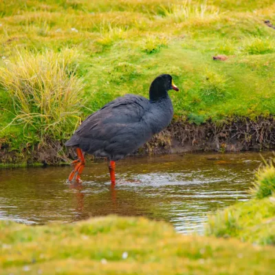 File:Fulica gigantea 4.jpg