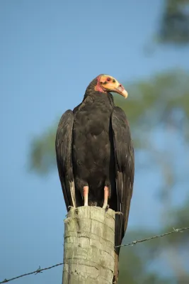 File:Cathartes burrovianus 403672962.jpg