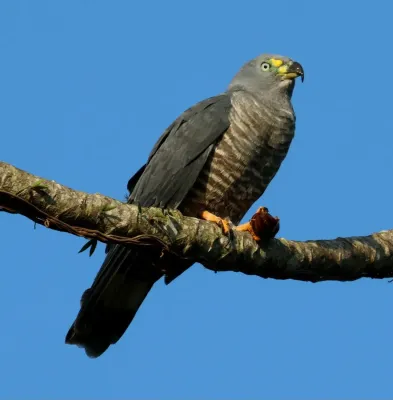 File:Chondrohierax uncinatus 425328639.jpg