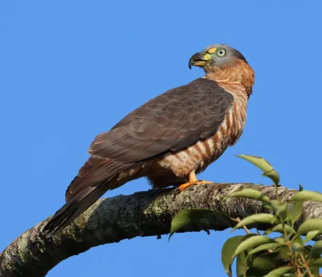 File:Chondrohierax uncinatus 425328713.jpg