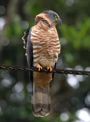File:Chondrohierax uncinatus uncinatus 422164107.jpg