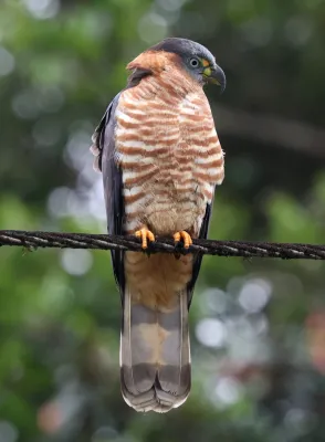 File:Chondrohierax uncinatus uncinatus 422164928.jpg