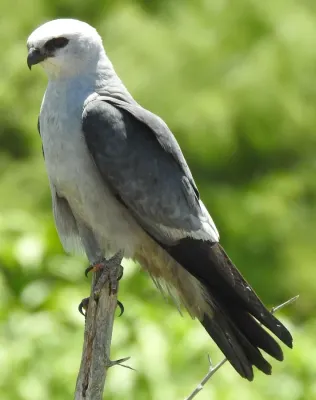 File:Ictinia mississippiensis 415185097.jpg