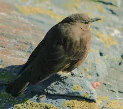 File:Cinclodes antarcticus 1.jpg