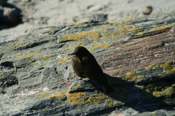File:Cinclodes antarcticus 5.jpg