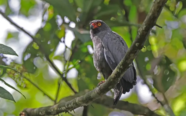 File:Buteogallus schistaceus 160353729.jpg