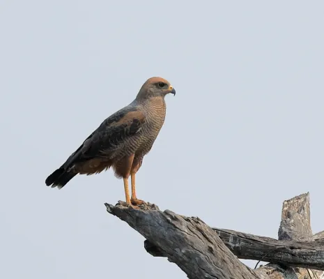 File:Buteogallus meridionalis 428605322.jpg