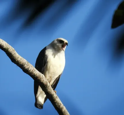 File:Buteogallus lacernulatus 453130769.jpg