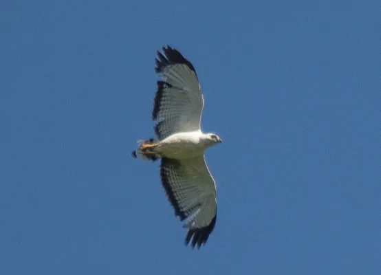 File:Buteogallus lacernulatus 453697857.jpg