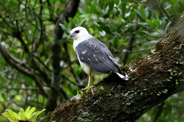 File:Buteogallus lacernulatus 356885982.jpg