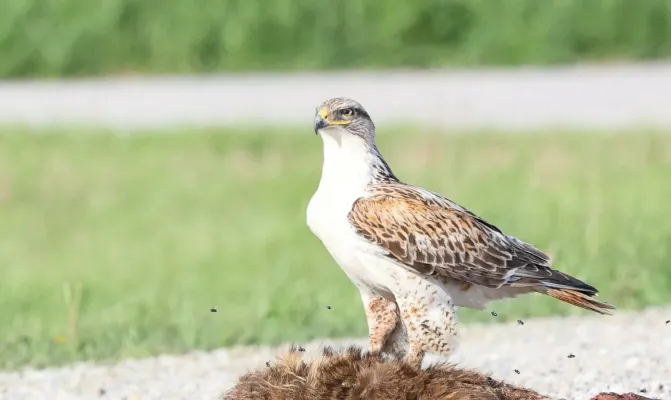 File:Buteo regalis 379503205.jpg