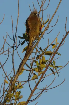 File:White-backed Mousebird, Colius colius 5352s.jpg